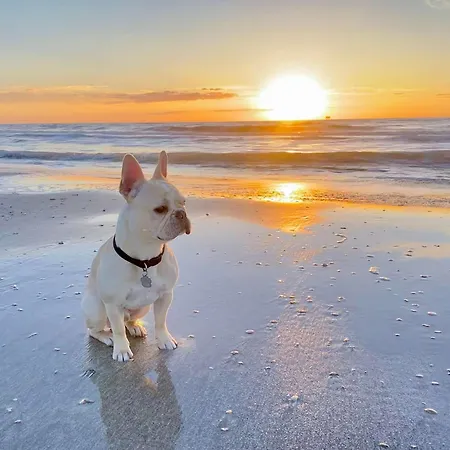 Pet Friendly With Fenced Yard -Walk To The Beach!